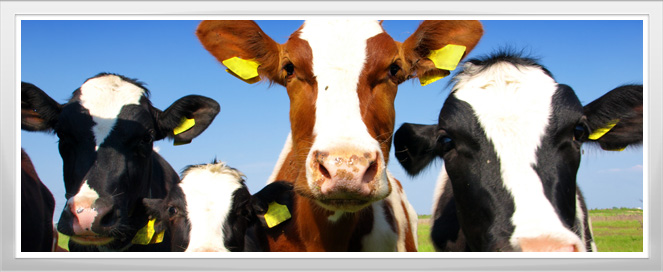 Cattle Management Training Program