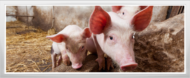 Pig Farm Training Program